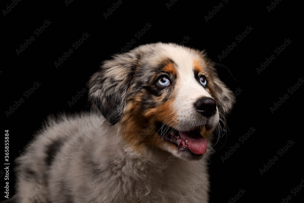 Cute funny puppy Australian Shepherd blue merle dog portrait