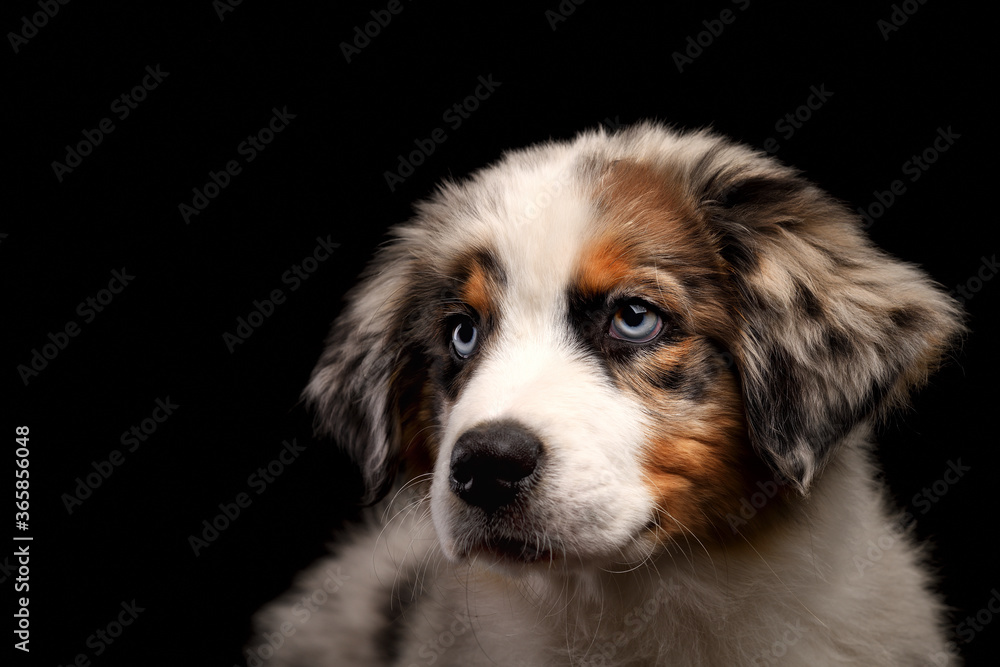 Cute funny puppy Australian Shepherd blue merle dog portrait