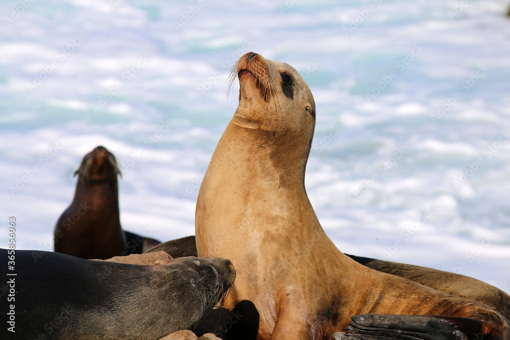 Obraz premium California sea lions in La Jolla, CA