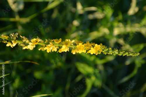 Common agrimony (Agrimonia eupatoria).Medicinal plant:Agrimonia eupatoria. Common agrimony photo