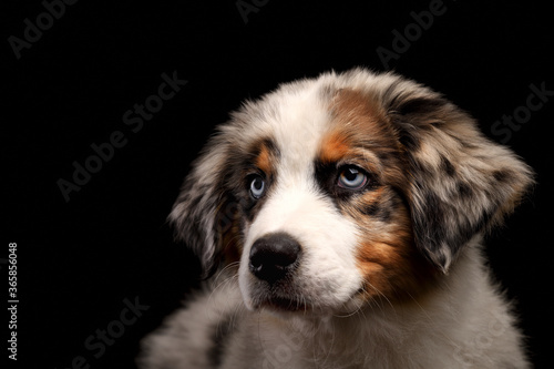 Cute funny puppy Australian Shepherd blue merle dog portrait