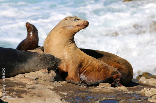 California sea lions in La Jolla, CA