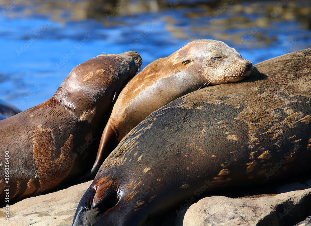 Fototapeta premium California sea lions in La Jolla, CA