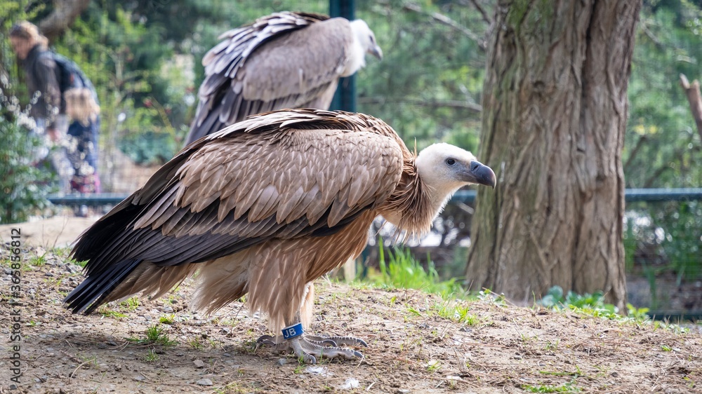 Vautour, zoo de Vincennes, Paris Vautour, zoo de Vincennes, Paris
