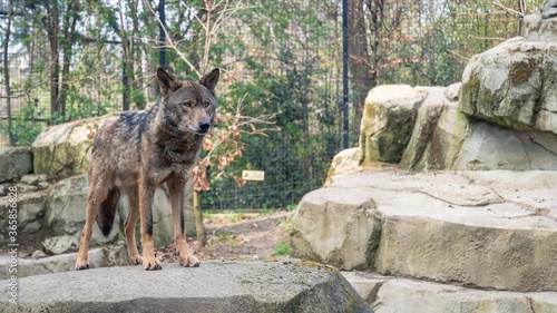 Loup, zoo de Vincennes, Paris  photo