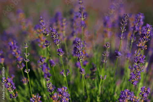 Fototapeta Naklejka Na Ścianę i Meble -  Shrub of violet lavender, blurred background