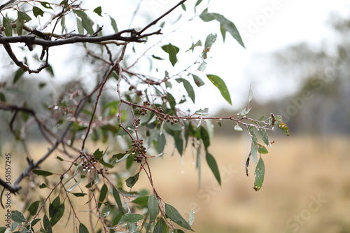 Australian gum tree leaves and gumnuts close up covered in water droplets after winter rain photo