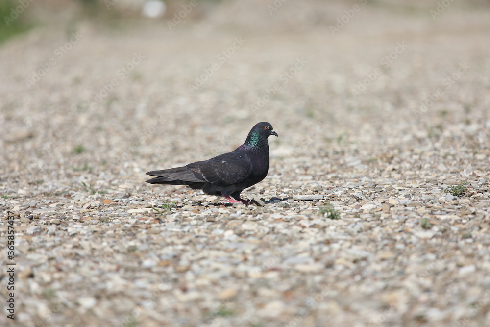 Obraz premium pigeon on the beach