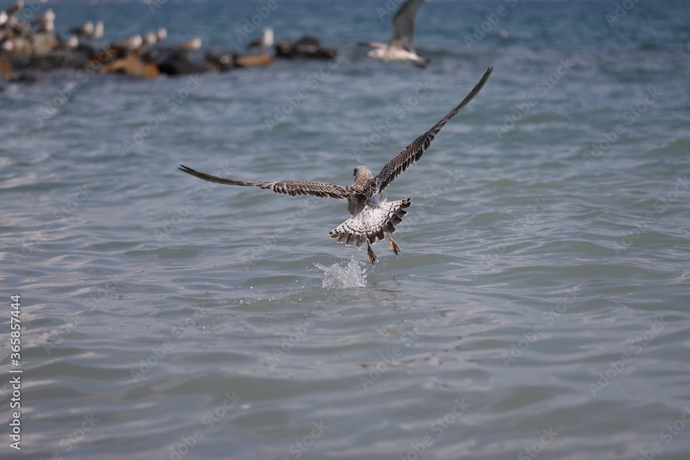 Fototapeta premium seagull on the beach