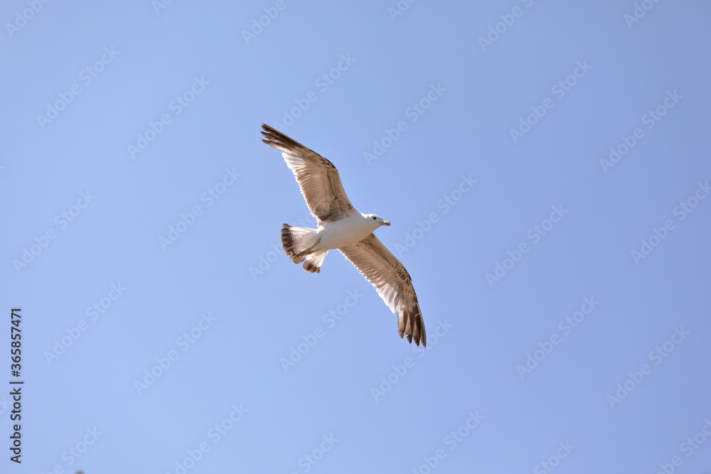 Obraz premium seagull flying in the sky