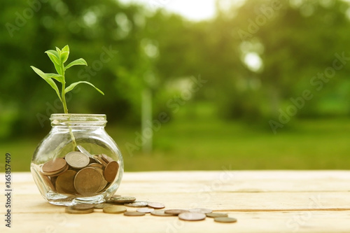  Plant growing from coins outside the glass jar on blurred green natural background. Money saving and investment financial concept. 