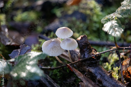 Cluster of small mushrooms growing on a small fallen branch
