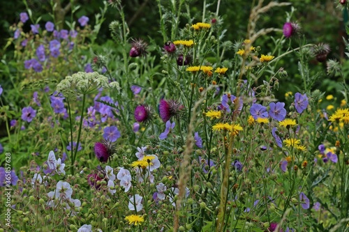 Blumenwiese im Naturgarten