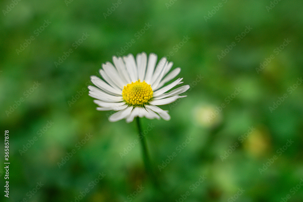 Ein Gänseblümchen auf der Wiese. Ein Gänseblümchen auf der Wiese.