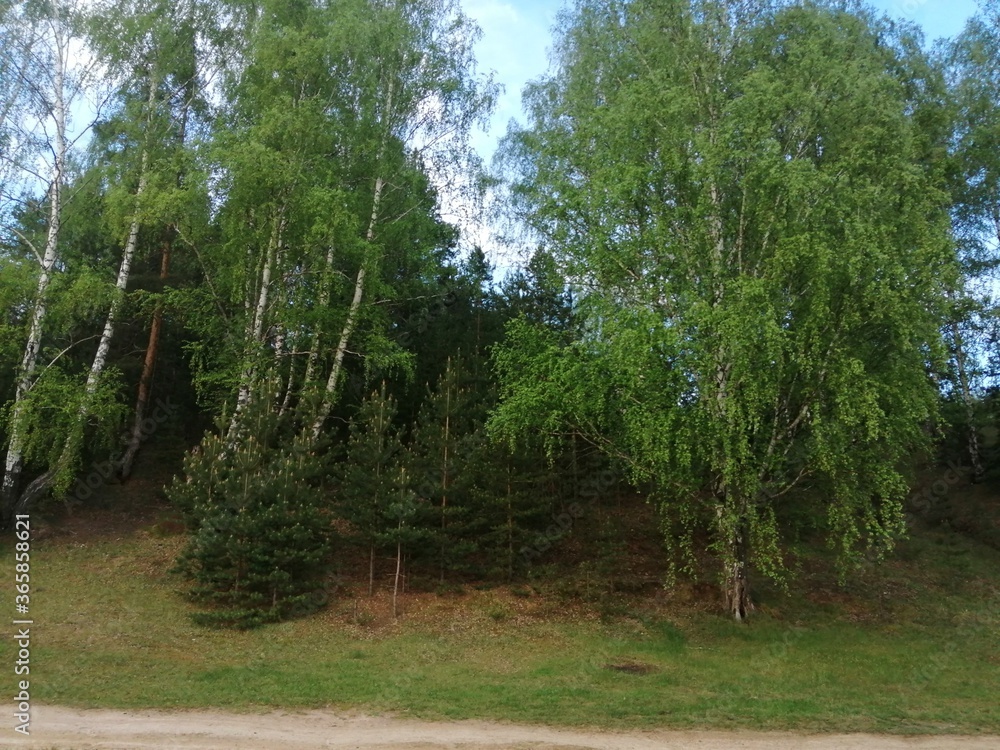 Obraz premium trees in the woods
