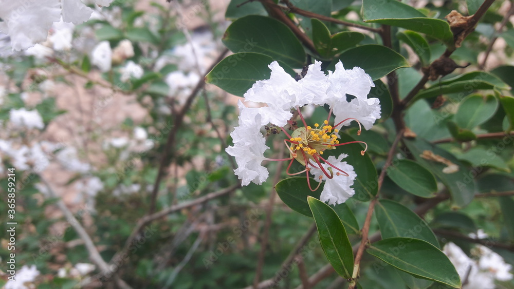 white flowers on the tree white flowers on the tree