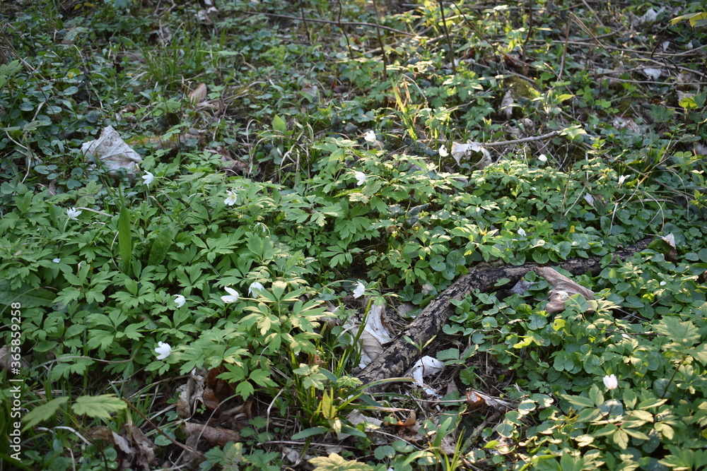 Obraz premium Waldblumen