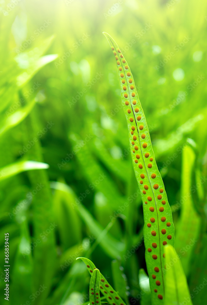Fern leaves with spores under Fern leaves in rainforest. Fern leaves with spores under Fern leaves in rainforest.