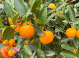 View on isolated ripe orange color calamansi lime fruits on tree (Citrofortunella microcarpa, focus on fruit left of center)