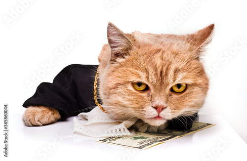 intelligent cat for the money.Animal in the academic robes