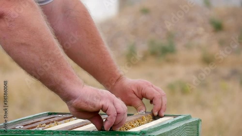 The Honey Frame with Bees is Put in the Beehive. The Beekeeper Rearranges an Empty Frame with Honeycombs so that Bees Could Fill it With Sweet Nectar.
