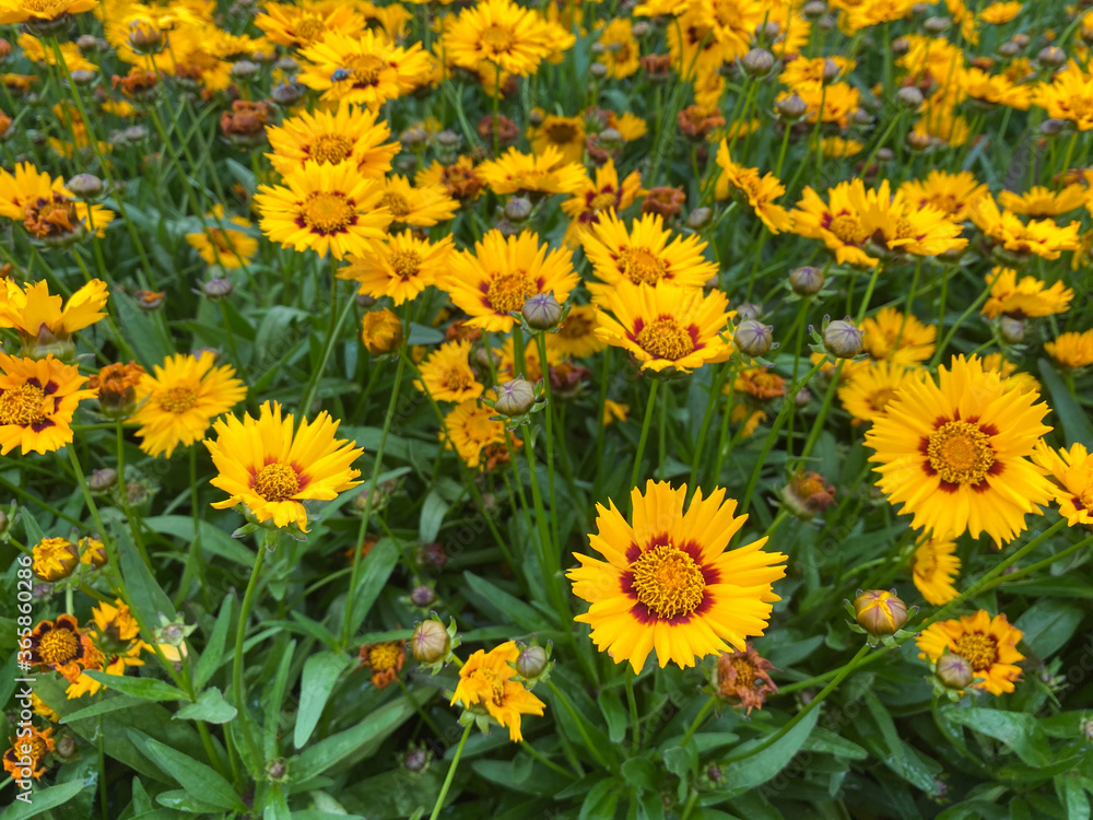 Top view on isolated yellow flowers large flowered tickseed (coreopsis grandiflora) with green leaves Top view on isolated yellow flowers large flowered tickseed (coreopsis grandiflora) with green leaves