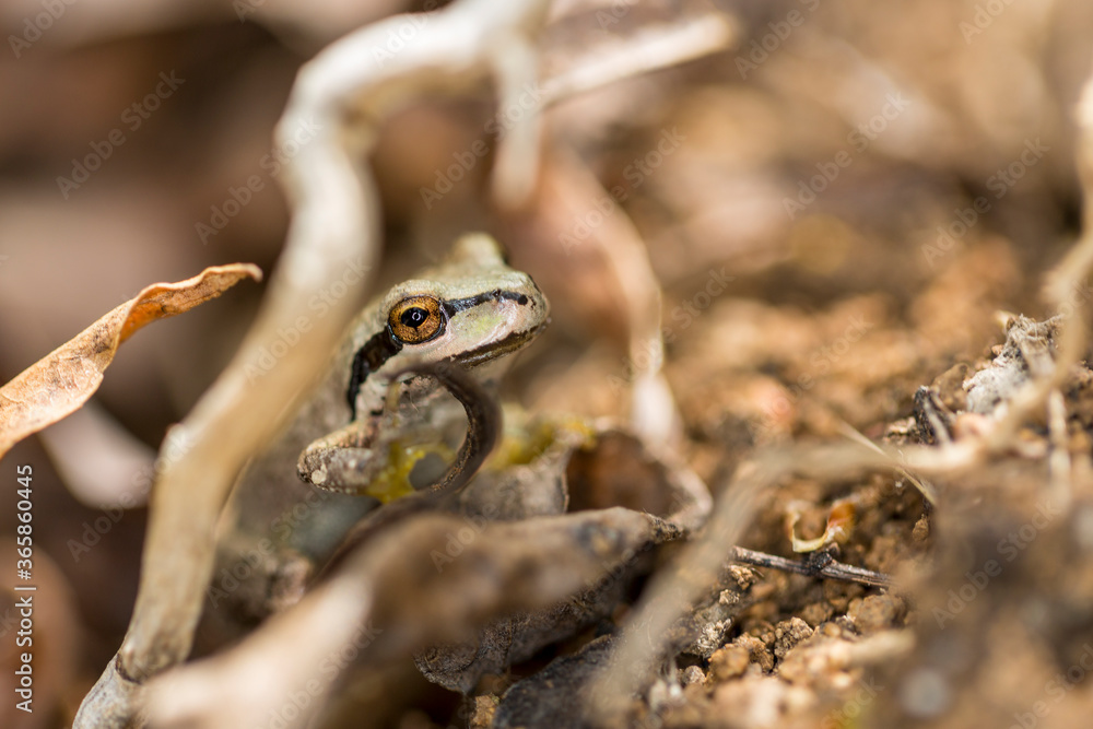 Green and black tree frog hiding in a grassy wetland area Green and black tree frog hiding in a grassy wetland area