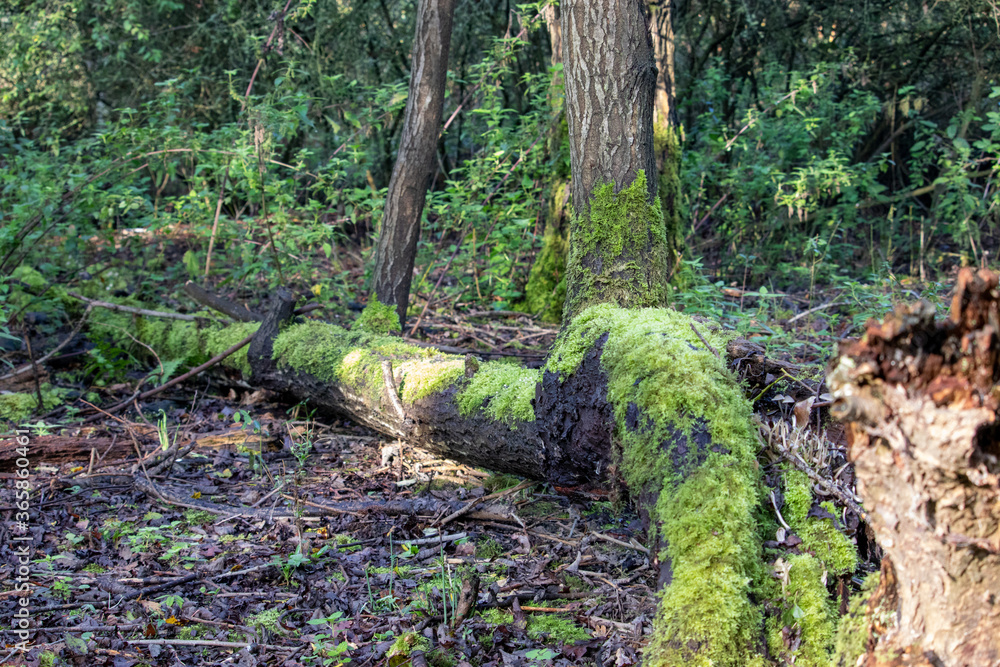 Fallen tree in the forest covered in moss