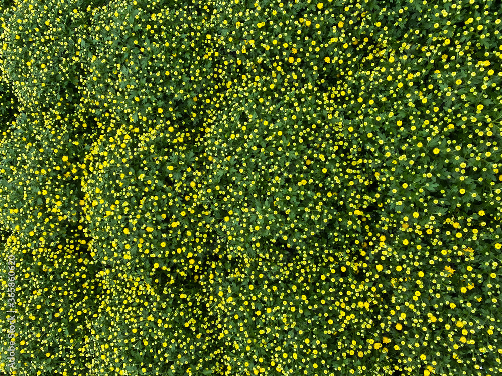 Top view on isolated chrysantemum flowers with green plants Top view on isolated chrysantemum flowers with green plants
