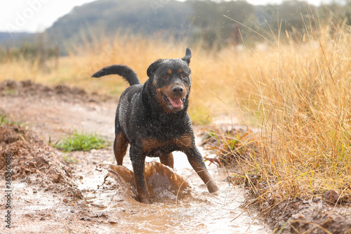 Photography Wet and muddy rottweiler dog playing in mud puddle after winter rain