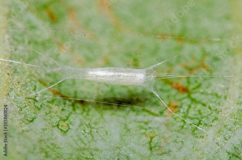  A Lyonetia clerkella Micro Moth hammock cocoon.