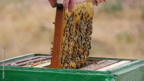 The Apiarist, Having Examined the Honey Frame with a Bee Swarm, is Pleased with the Result. Frame Full of Fresh Honey is Installed in the Hive on the Apiary.