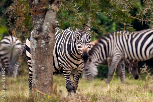 "This place is crack a liking" .   Species: maneless zebra (Equus quagga borensis)   .   Location: Lake Mburo National Park, Uganda 🇺🇬   © Maxi