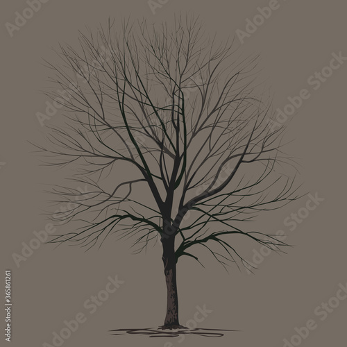 Ash-tree (Fraxinus L.) with fallen foliage © olsio