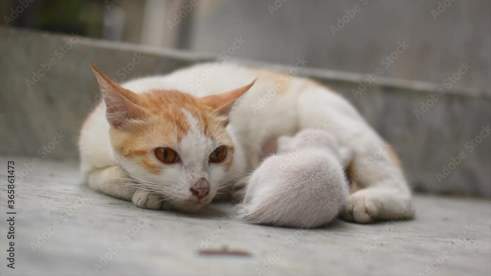 A mother cat in white and brown hair feeding her kittens. Kittens suck on a cat’s chest. Cat lifestyle A mother cat in white and brown hair feeding her kittens. Kittens suck on a cat’s chest. Cat lifestyle