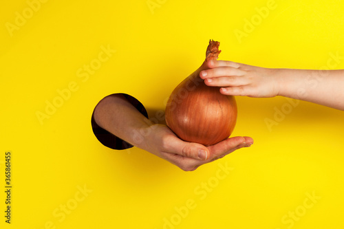 Hand offers onions through the hole. A child's hand is trying to take a huge root vegetable. Place for your text. Creative concept - new harvest