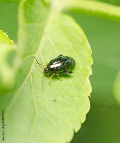 Black Flea Beetle showing strong back legs for jumping. © Brenda