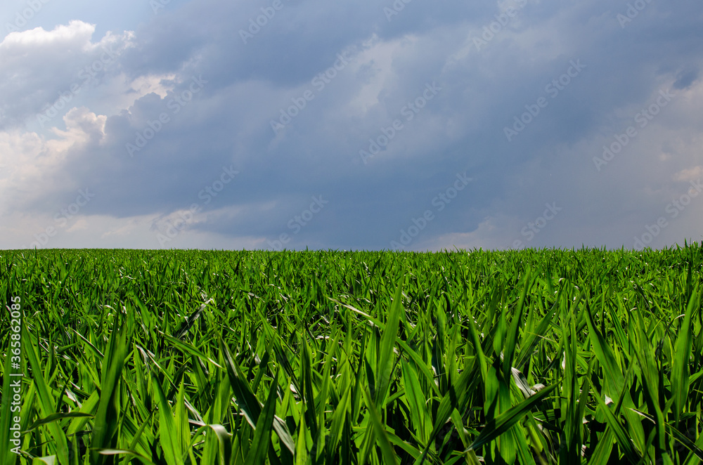 Green corn field in agricultural garden and blue sky with rain clouds. Сentral Europe