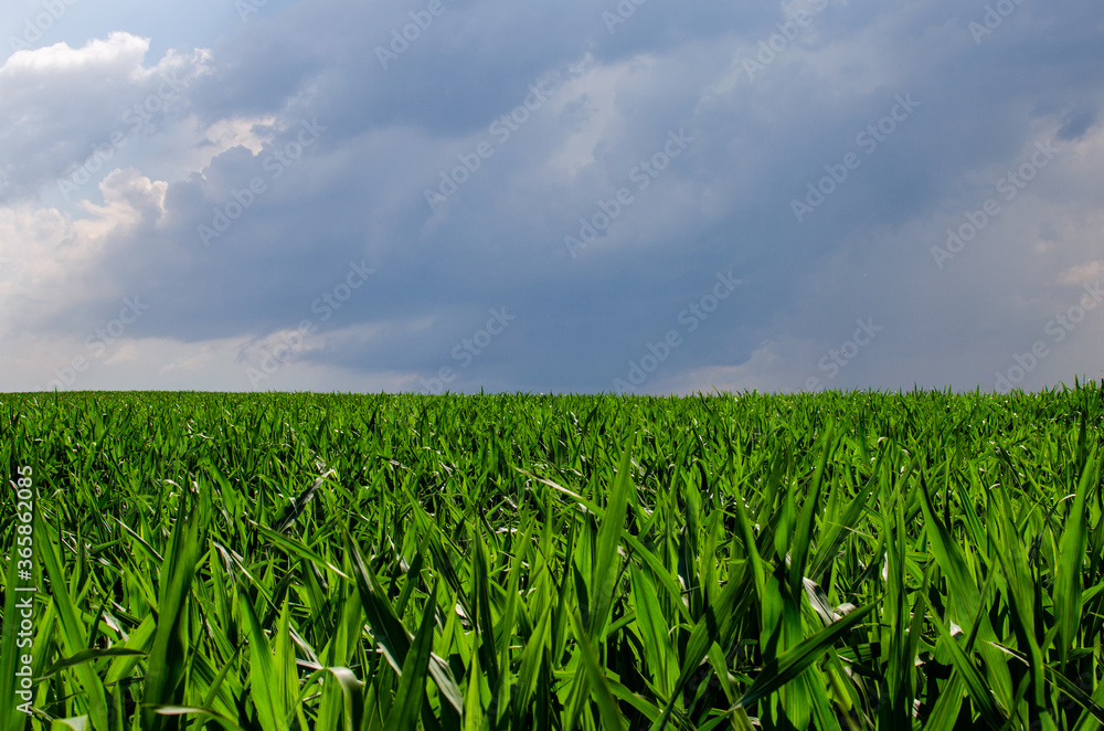 Green corn field in agricultural garden and blue sky with rain clouds. Сentral Europe Green corn field in agricultural garden and blue sky with rain clouds. Сentral Europe