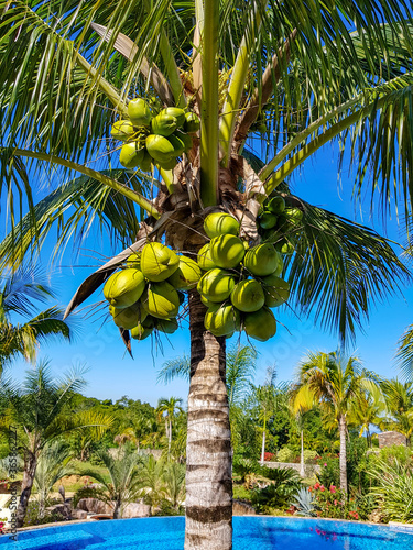 Green fresh Coconuts