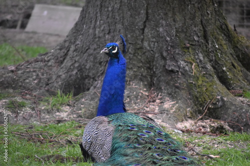 Pfau