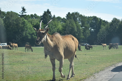 Wildlife