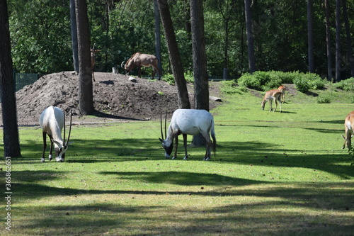 Wildlife