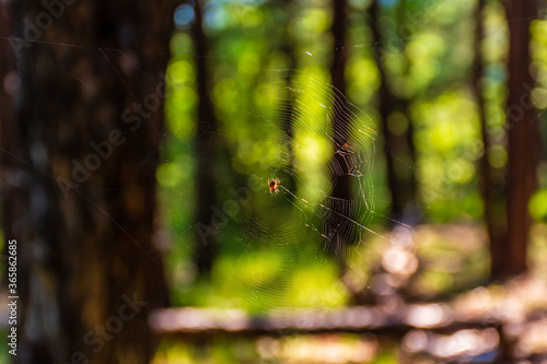 A close-up of a small spider hanging on a spider web in a forest