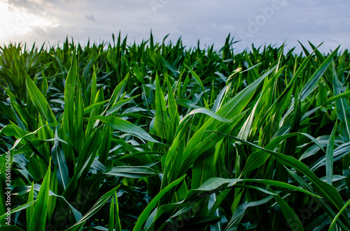 Beautiful leaves of corn close up