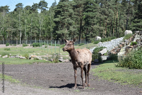 Wild im freien