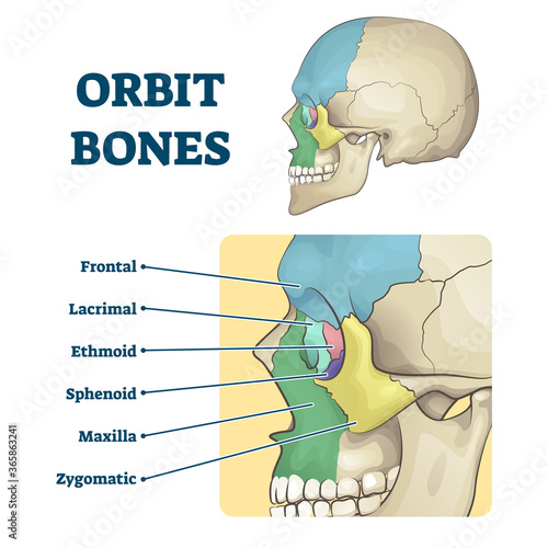 Orbit bones labeled educational skeletal division scheme vector illustration