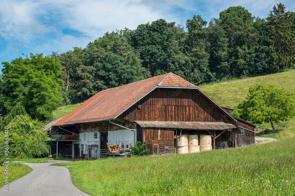 Etable de la campagne Fribourgeoise en été.