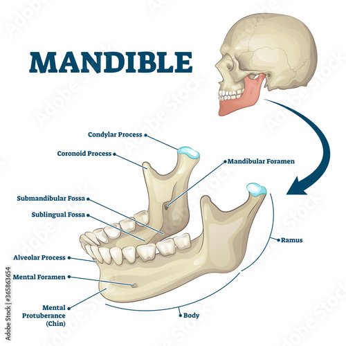 Slika na platnu Mandible jaw bone labeled anatomical structure scheme vector illustration