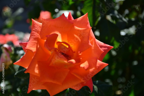 red and yellow flower